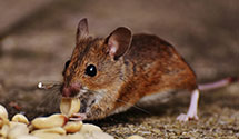 24 Hour & Emergency Exterminators in Kanawha Head, WV